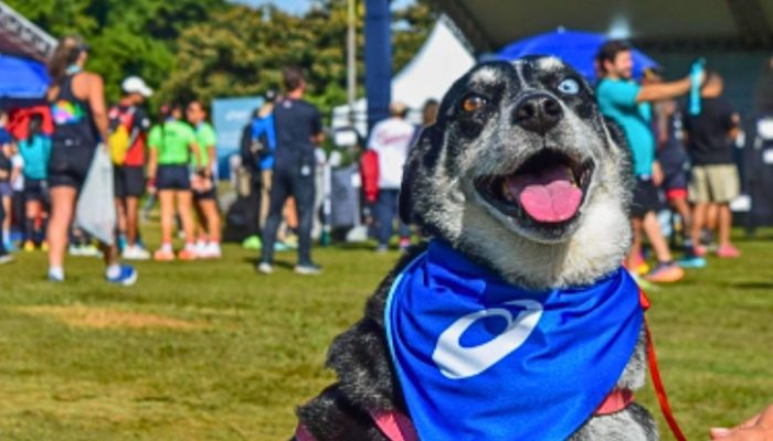 ASICS-Minds-Best-Friend-inscricoes-para-os-novos-Embaixadores-Caninos-ainda-estao-abertas.jpg