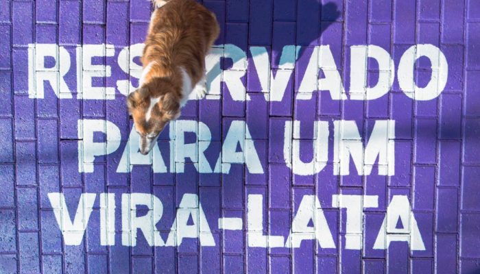 Reservado-para-um-Vira-Lata-campanha-da-Petlove-transforma-espacos-em-incentivo-a-adocao.jpg